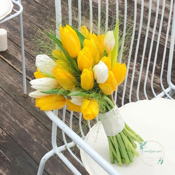 Hoa Tulip - TL82