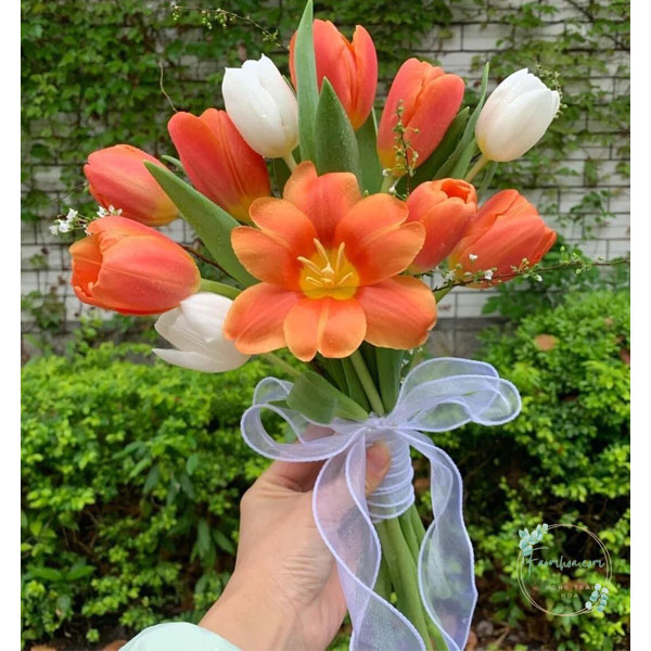 Hoa Tulip - TL81