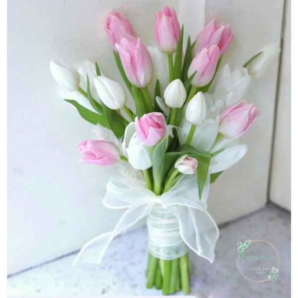 Hoa Tulip - TL86