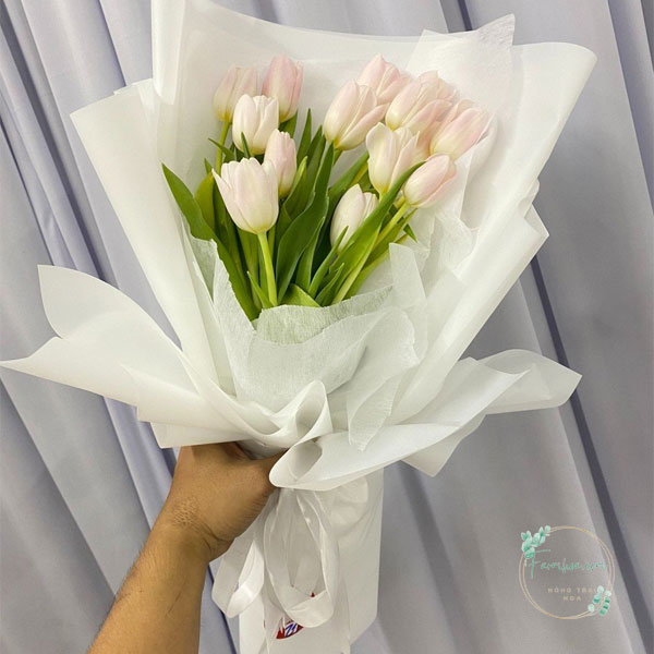 Hoa Tulip - TL10