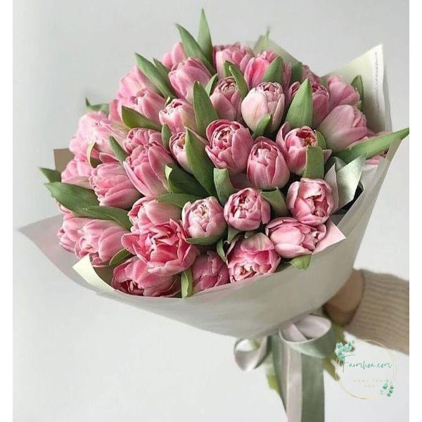 Hoa Tulip - TL50