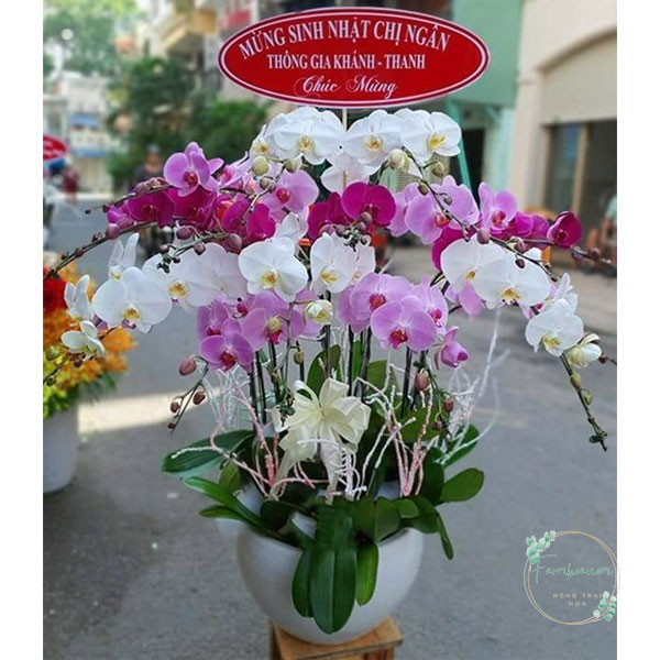 Hoa lan hồ điệp 15 cành – LHD34