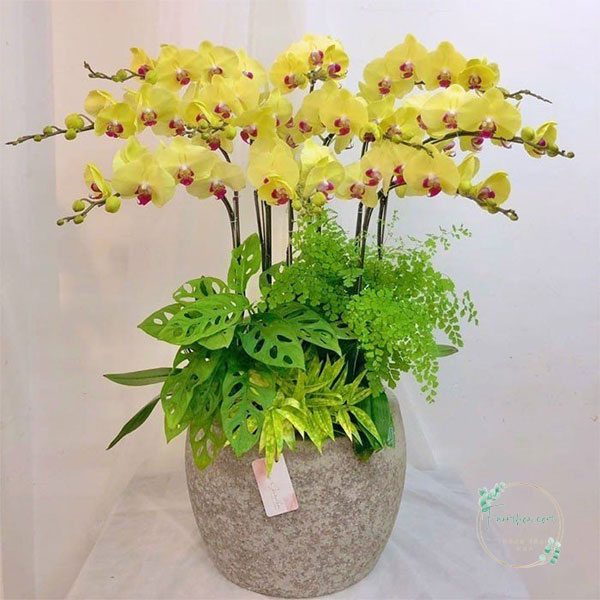 Hoa lan hồ điệp 12 cành – LHD15
