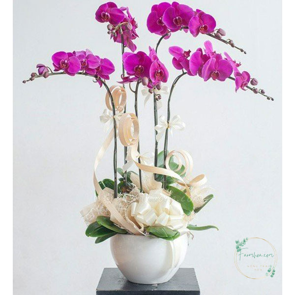 Hoa lan hồ điệp 5 cành – LHD09