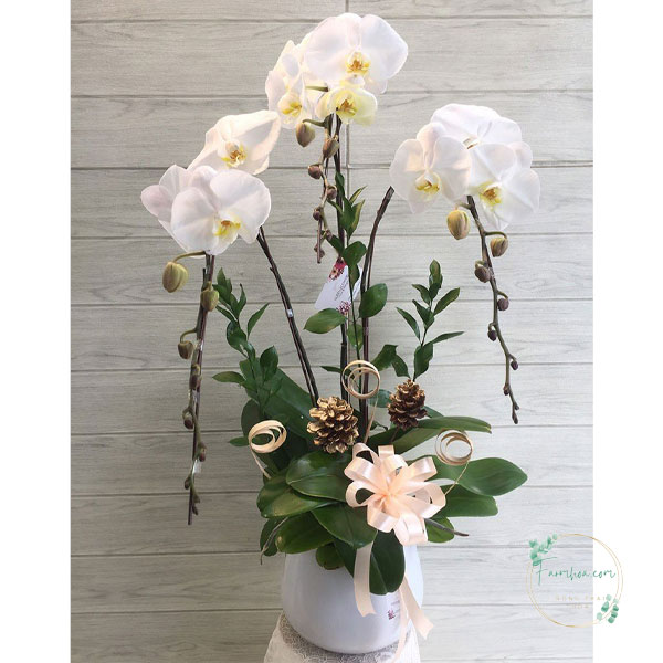 Hoa lan hồ điệp 3 cành – LHD26
