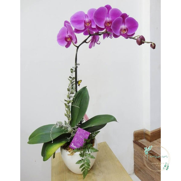 Hoa lan hồ điệp 1 cành – LHD45