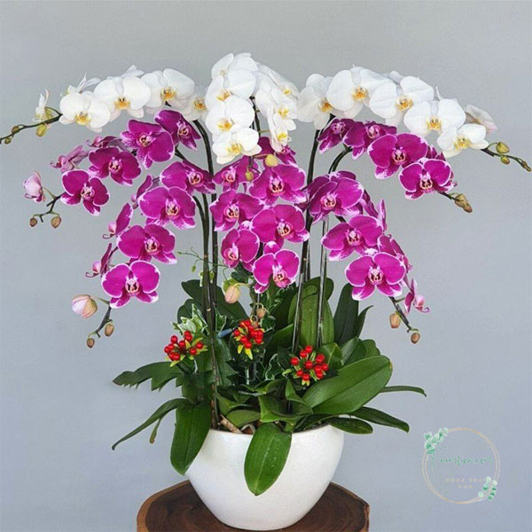 Hoa lan hồ điệp 7 cành – LHD04