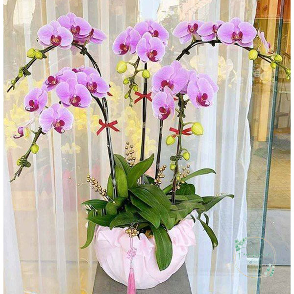 Hoa lan hồ điệp 5 cành – LHD08