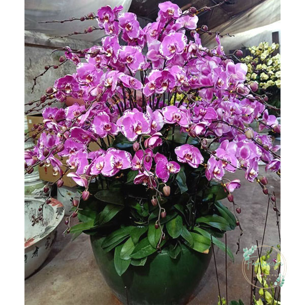 Hoa lan hồ điệp 40 cành – LHD27