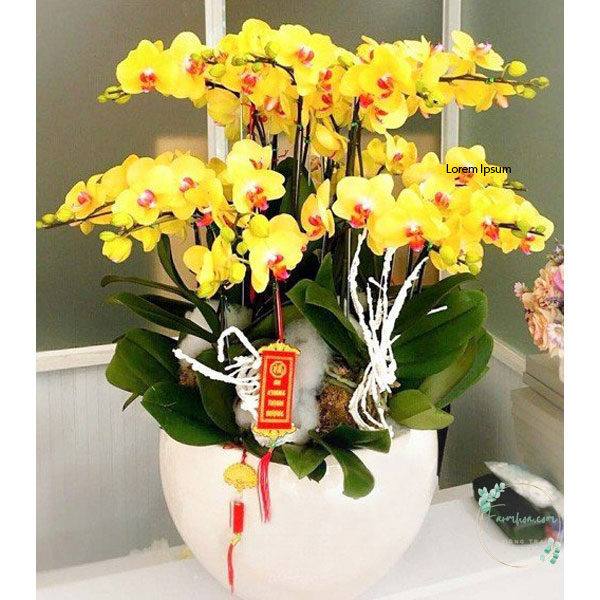 Hoa lan hồ điệp 25 cành – LHD38