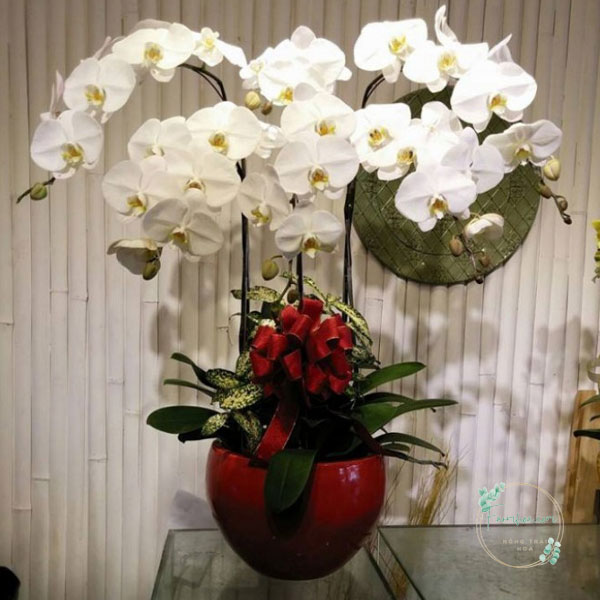 Hoa lan hồ điệp 6 cành – LHD29