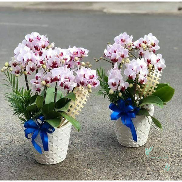 Hoa lan hồ điệp mini 6 cành – LHD28