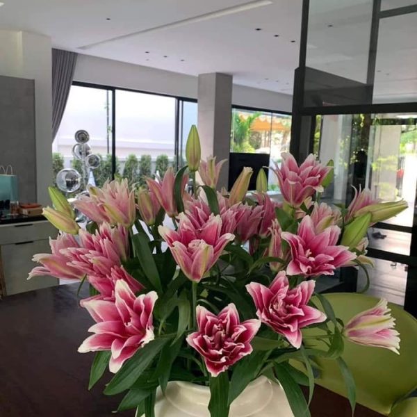 Hoa Ly Kép Hồng - HLK01 (1 bó 5 cành chưa bao gồm bình)
