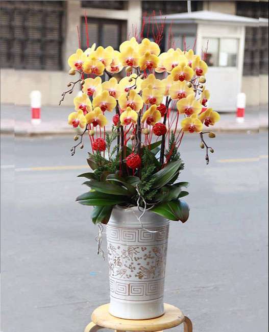 hoa-lan-tang-le-tinh-nhan