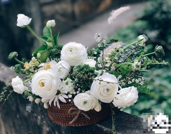 Hoa mao lương - HML15