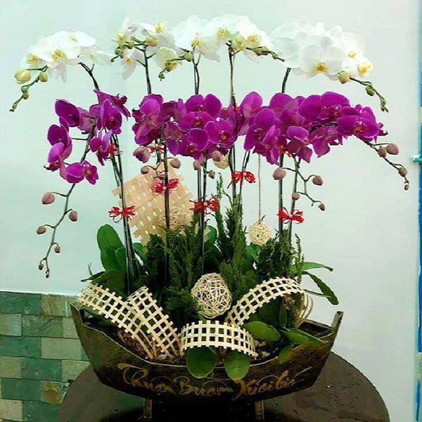 Chậu hồ điệp thuyền - LHD65
