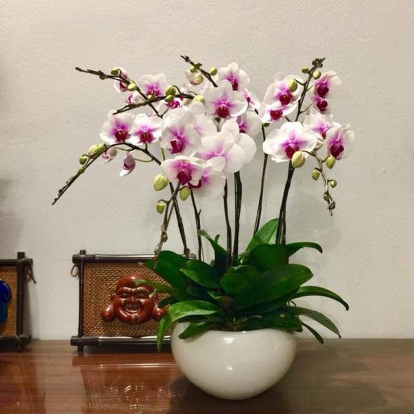 Chậu hồ điệp 7 cành - LHD78