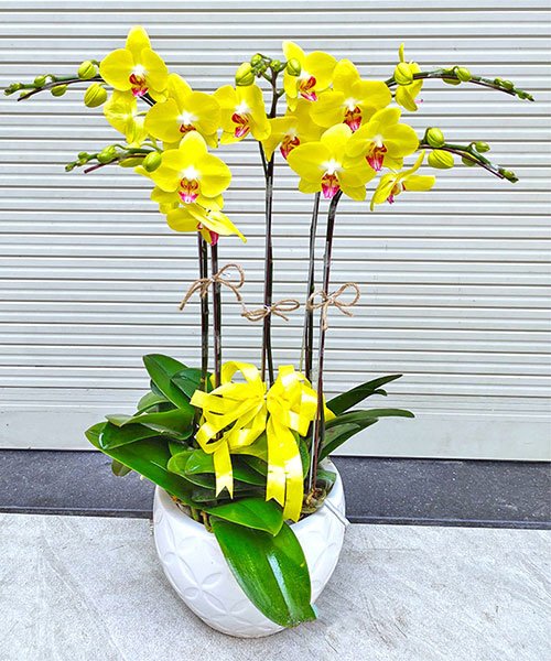 Chậu hồ điệp 5 cành - LHD82