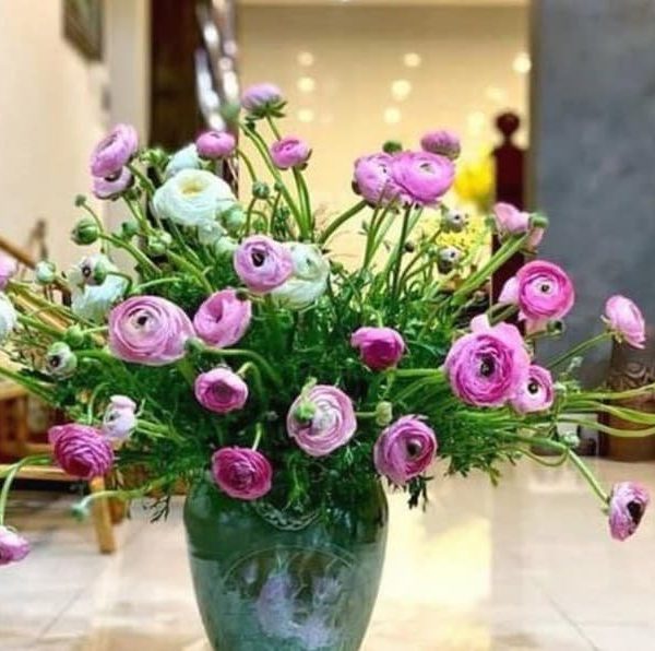 Hoa mao lương - HML30