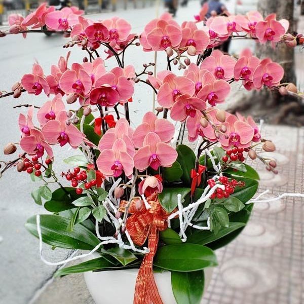 Chậu hồ điệp 12 cành - LHD92