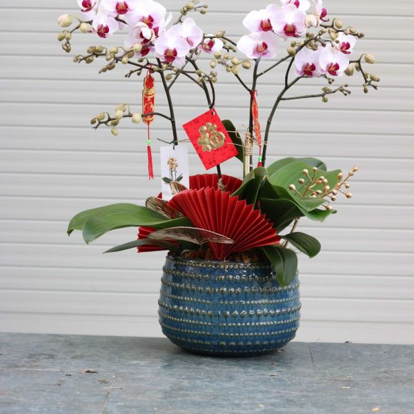 Chậu hồ điệp 4 cành - LHD86