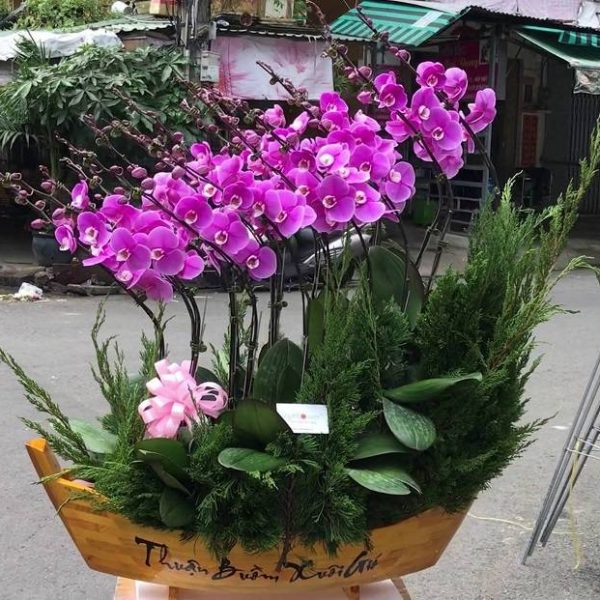 Chậu hồ điệp thuyền - LHD62