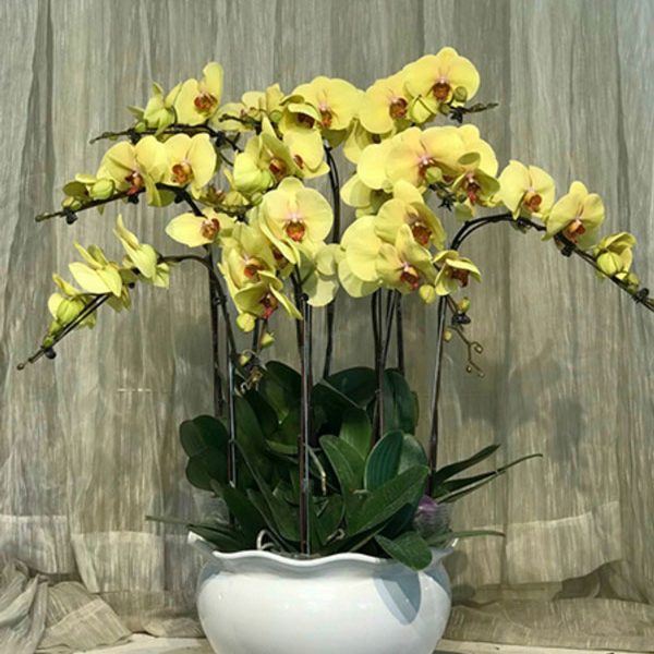 Chậu hồ điệp 12 cành - LHD51