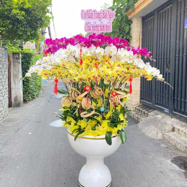 Chậu hồ điệp 40 cành – LHD95