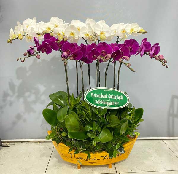 Chậu hồ điệp thuyền 10 cành