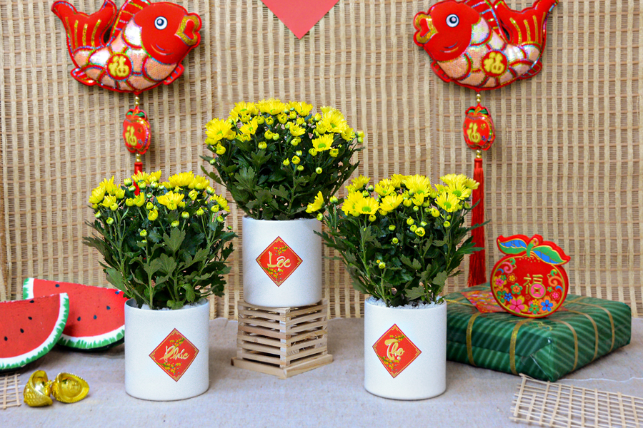 hoa-cuc-vang-chung-tet