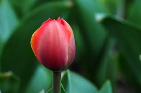 hoa-tulip
