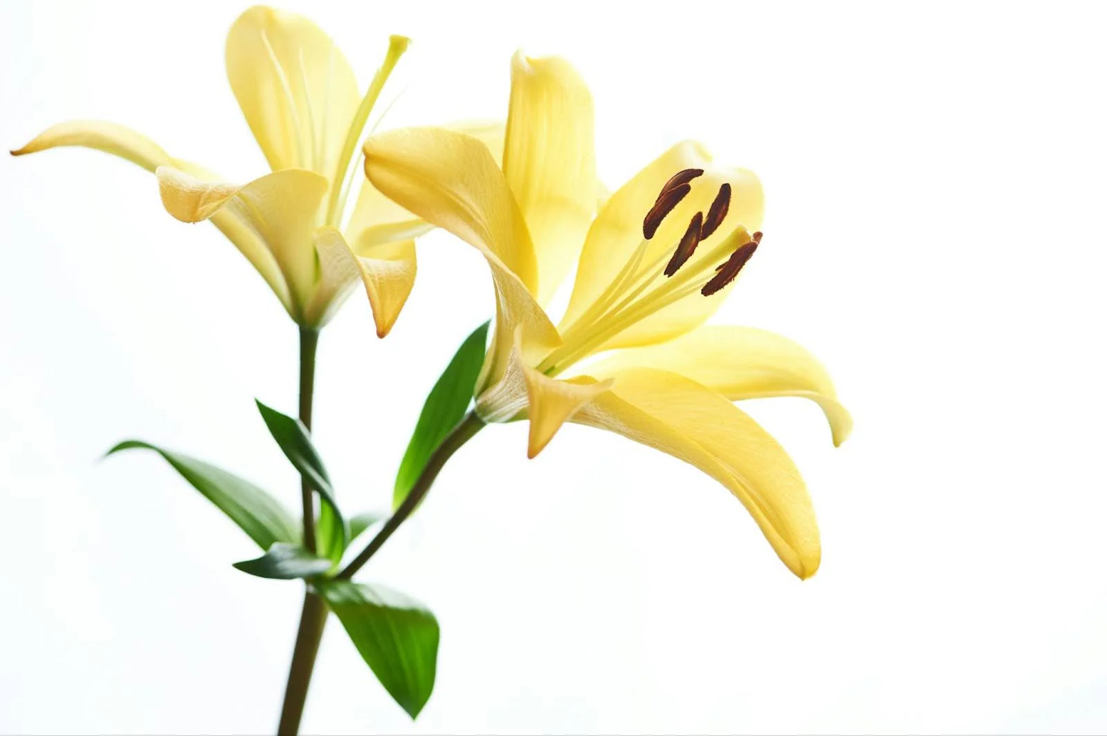 Ý Nghĩa Hoa Loa Kèn, Cách Bảo Quản Hoa Loa Kèn Tươi Lâu y-nghia-hoa-loa-ken-vang