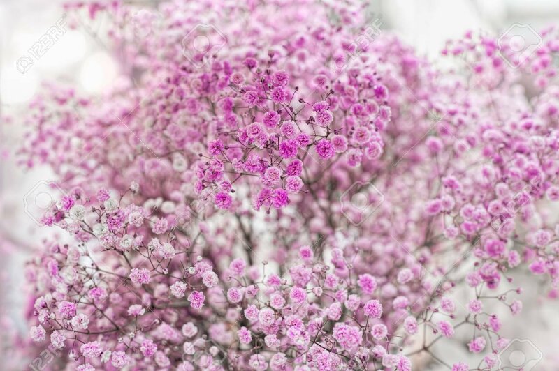 hoa-bi