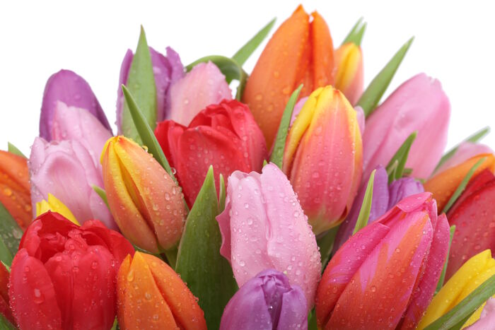 nguon-goc-hoa-tulip