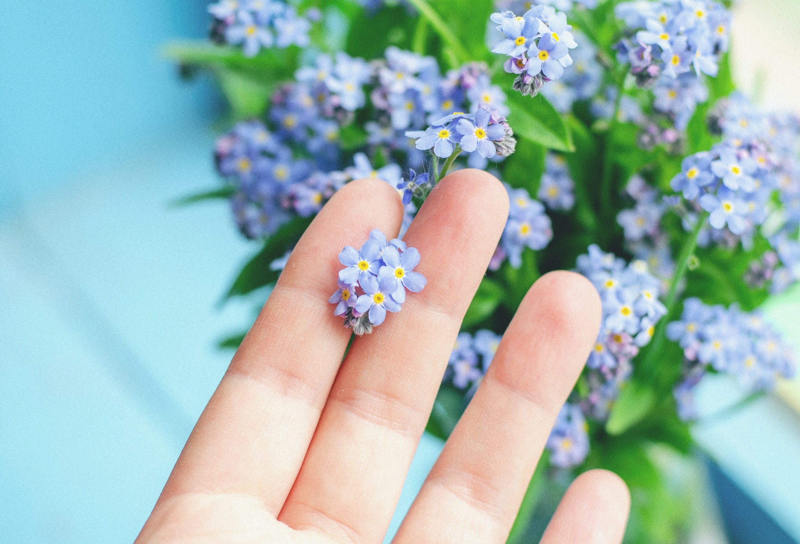 Hoa Lưu Ly: Ý Nghĩa Và Câu Chuyện Đằng Sau Loài Hoa “Xin Đừng Quên Tôi” bieu-tuong-hoa-luu-ly