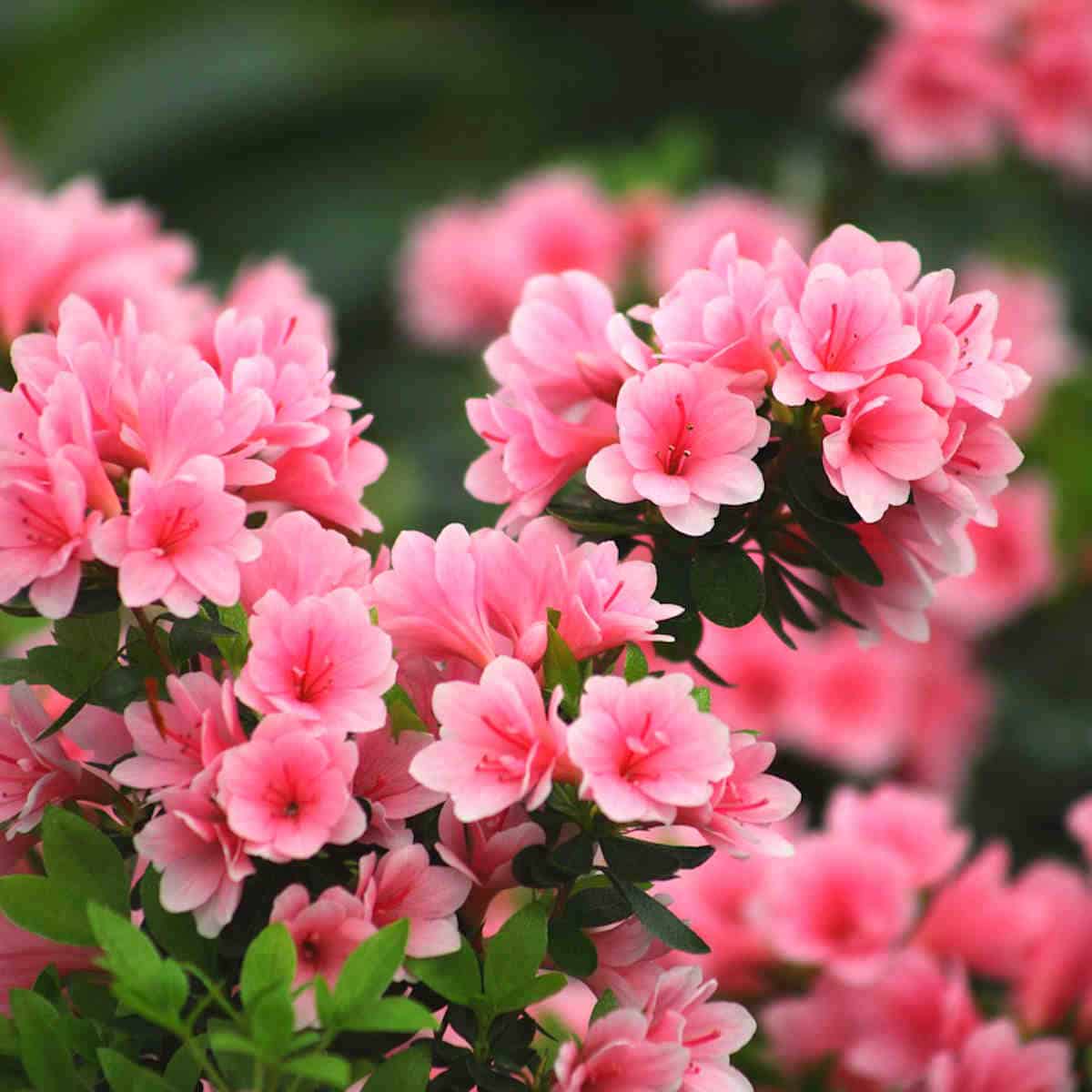 Hoa Đỗ Quyên Có Ý Nghĩa Gì? Biểu Tượng Và Thông Điệp Sâu Sắc hoa-do-quyen-co-y-nghia-gi