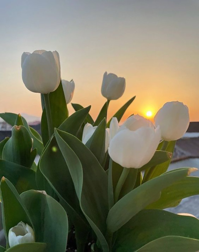 hoa-tulip-trang