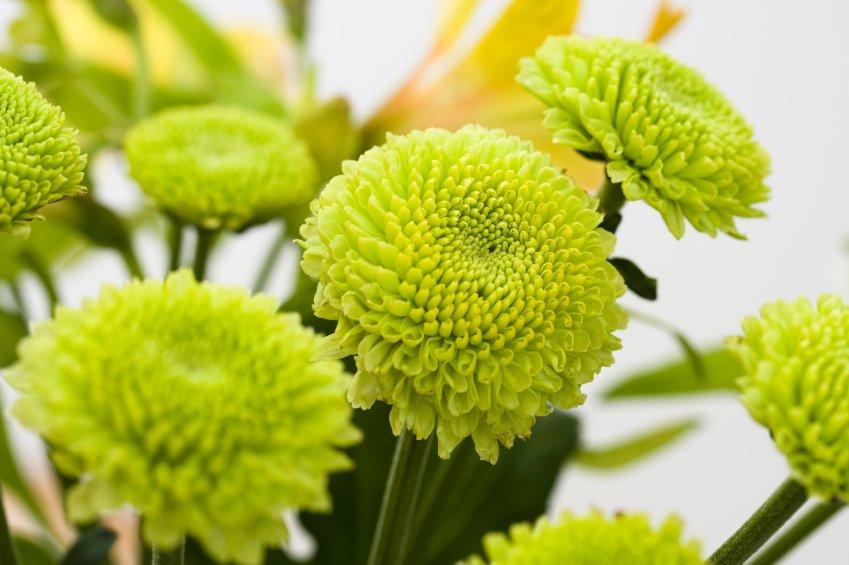 Top Những Loài Hoa Có Màu Xanh Lá Cây Đẹp Nhất Hiện Nay nhung-loai-hoa-co-mau-xanh-la-cay