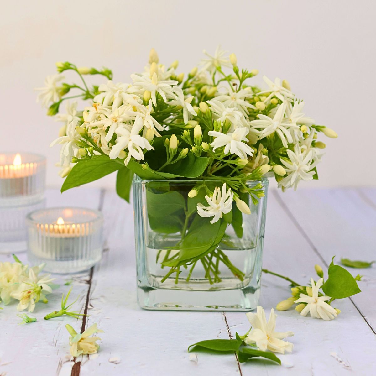 Ý Nghĩa Của Hoa Nhài Trắng Trong Tình Yêu, Cuộc Sống, Công Dụng Của Hoa Nhài cong-dung-cua-hoa-nhai