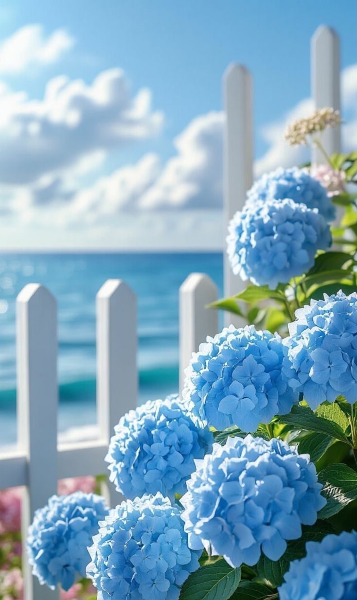 Giải Mã Ý Nghĩa Hoa Cẩm Tú Cầu Màu Xanh Chuẩn Nhất hoa-cam-tu-cau-mau-xanh