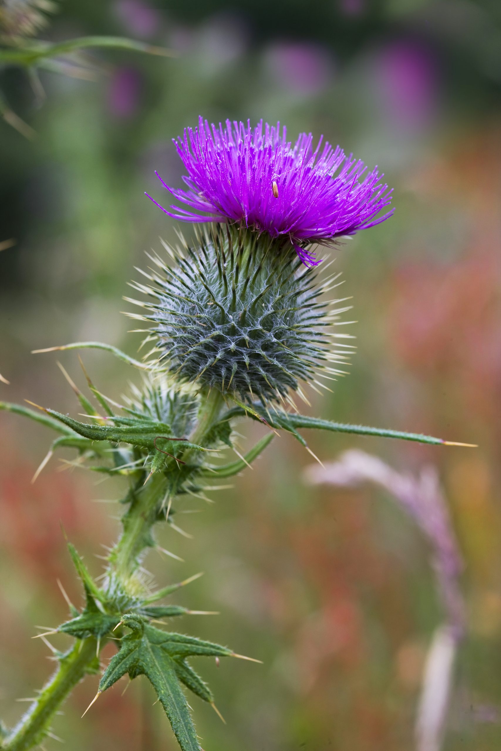 Hoa Nhím Biển (Hoa Cầu Gai): Biểu Tượng Quốc Gia Của Scotland hoa-nhim-bien-hoa-cau-gai