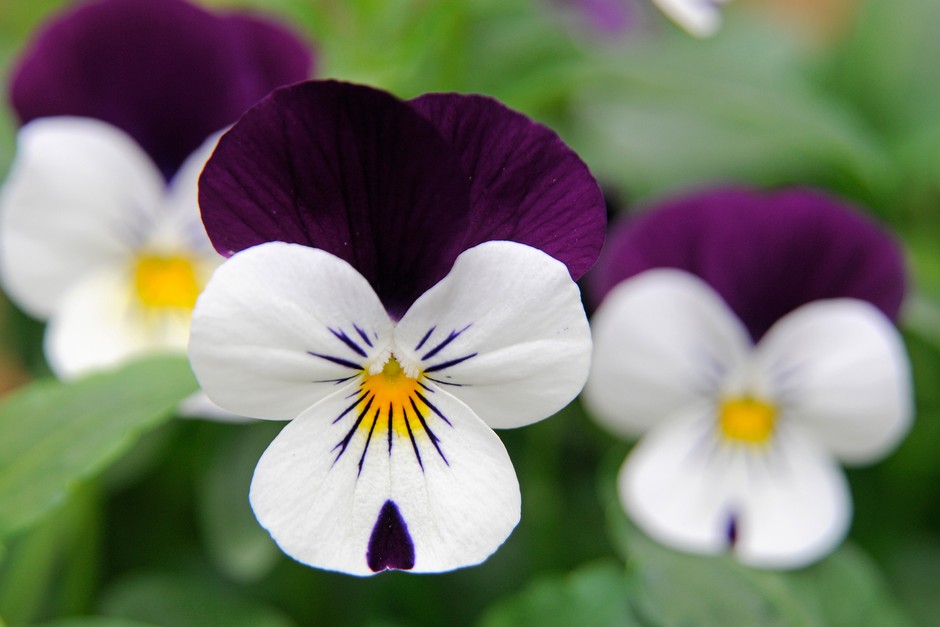 tim-hieu-hoa-violet