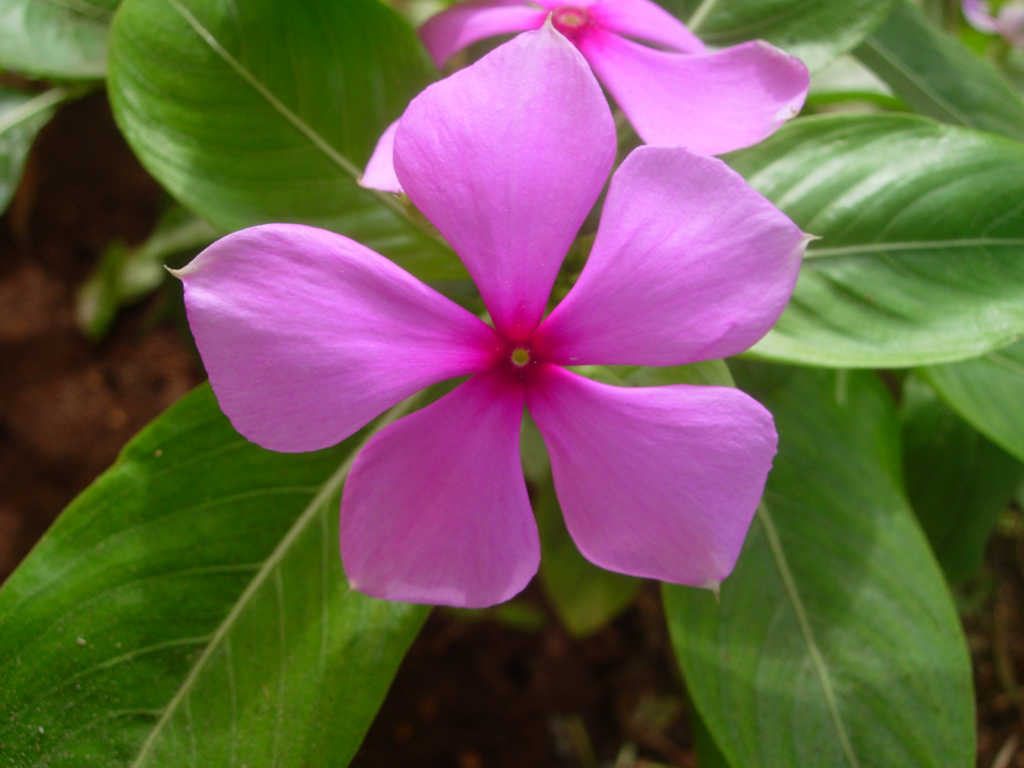 y-nghia-hoa-dua-can